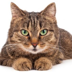 trulimero trulichina